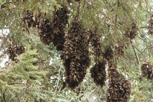 Monarchs hang like bunches of grapes in their wintering ground in Michoacan, Mexico.